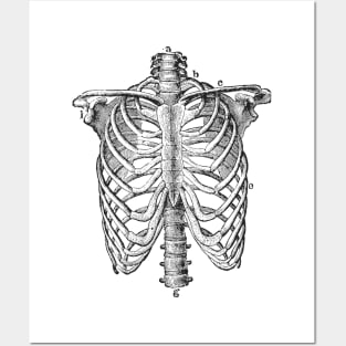 Anatomy lungs Posters and Art